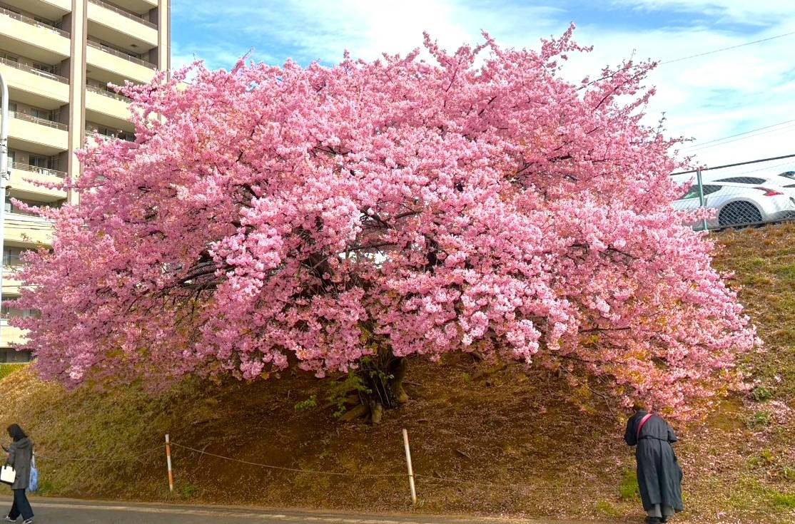 河津桜🌸